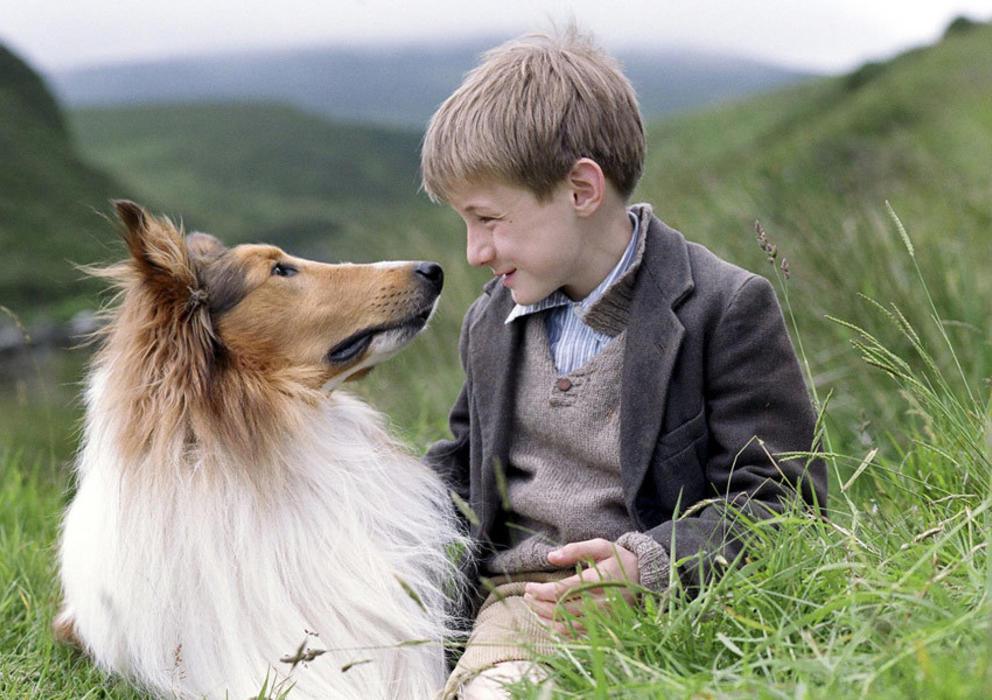 amor-animales-traslado-evidenciado-proyecciones