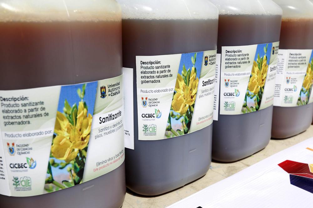 Sanitizante hecho con aceite de gobernadora 4