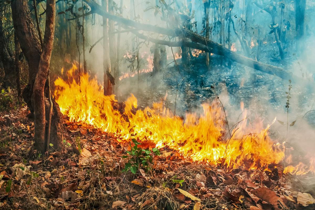 incendio-forestal-2