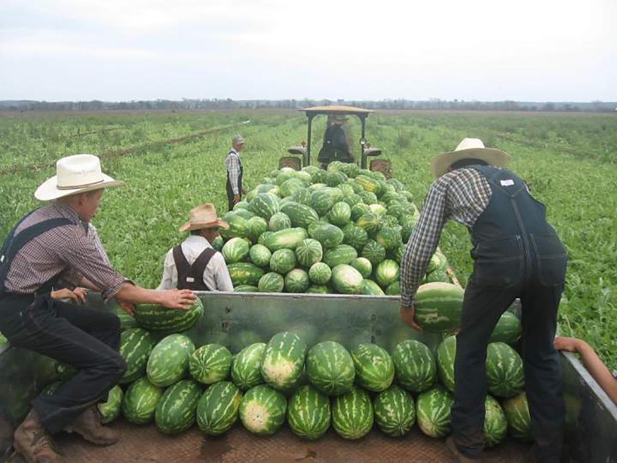 Creara Investigadora de la UAd eC un Snack a Base de Extracto de Corteza de Sandia con Efecto s Beneficos para la Salud 1