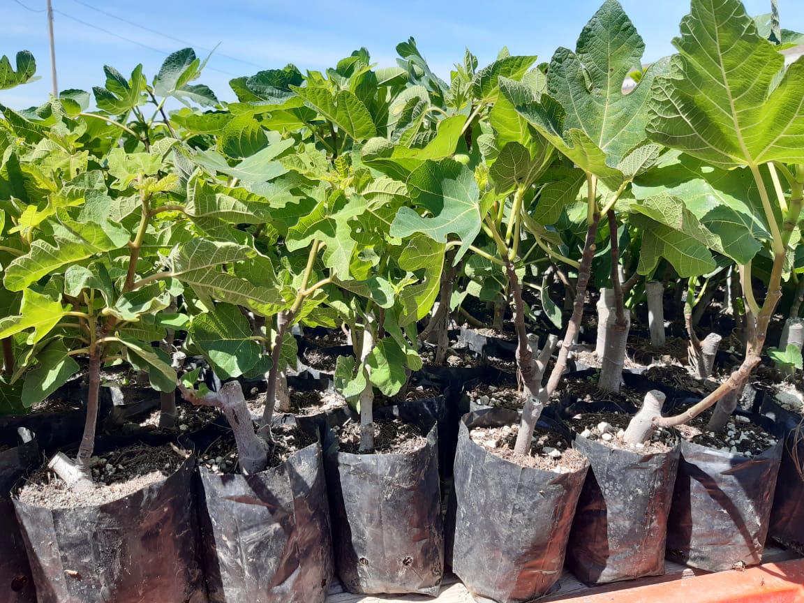 004 PRODUCTORES AGRI?COLAS DE COAHUILA PU EDEN PARTICIPAR EN EL PROGRAMA DE HIGO