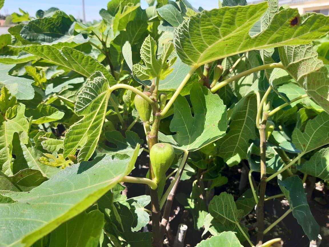 003 PRODUCTORES AGRI?COLAS DE COAHUILA PU EDEN PARTICIPAR EN EL PROGRAMA DE HIGO